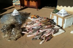 PM apreende 69 kg de peixes pescado com petrecho proibido em MG 2