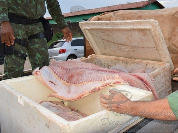 PM apreende cerca de 230 kg de pescado ilegal no TO