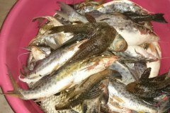 PM apreende mais de 16 kg de pescado e redes em Monte Carmelo-MG