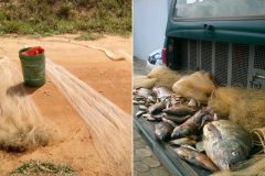 pm-apreende-redes-13-kg-de-pescado-e-autua-dois-por-pesca-ilegal-em-barragem-de-alegre-es-2