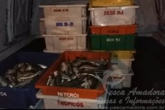 PM apreende uma tonelada de sardinha em Niteroi-RJ