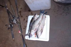 pm-autua-duas-pessoas-e-apreende-17-kg-de-pescado-ilegal-no-parana