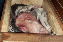 PM prende tres por pesca e caca ilegal em Rondonia