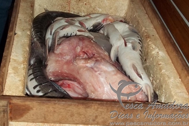 PM prende três com pescado e carne de jacaré ilegal em Rondônia