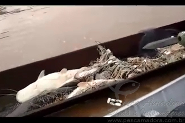 PMA prende dois por pesca ilegal e apreende 60 kg de pescado no Rio Cuiabá-MT