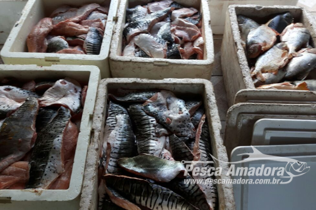 PMA aplica R$ 60 mil em multas e apreende 949 kg de pescado ilegal no rio Paraguai
