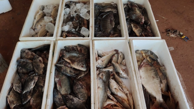 PMA apreende 1.500 metros de redes e 234 kg de pescado ilegal no Rio Grandinho (MS)