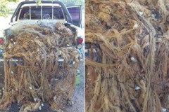 PMA apreende 1.600 m de redes de pesca e solta 30 kg de pescado no Rio Parana-MS