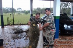PMA apreende 10 redes e solta 9 kg de peixes vivos no rio Pardo em MS