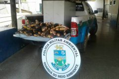 pma-apreende-100-kg-de-pescado-ilegal-em-rancho-no-rio-miranda-ms