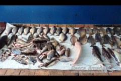 PMA apreende 106 kg de pescado ilegal e aplica R$ 12.500 em multas em MS