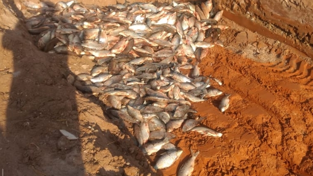 PMA apreende 1,072 kg de pescado ilegal e aplica R$ 178,6 Mil em multas em São Pedro (SP)