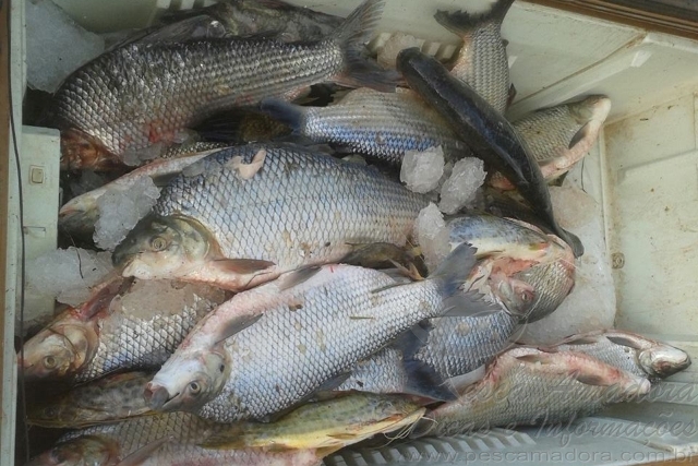 PMA apreende 12 redes e 50 kg de pescado na Serra do Facão em Goiás