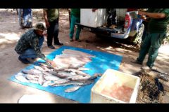 pma-apreende-120-kg-de-pescado-ilegal-e-aplica-multa-de-r-124-em-mt-2