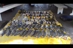 pma-apreende-120-kg-de-pescado-ilegal-e-aplica-multa-de-r-124-em-mt