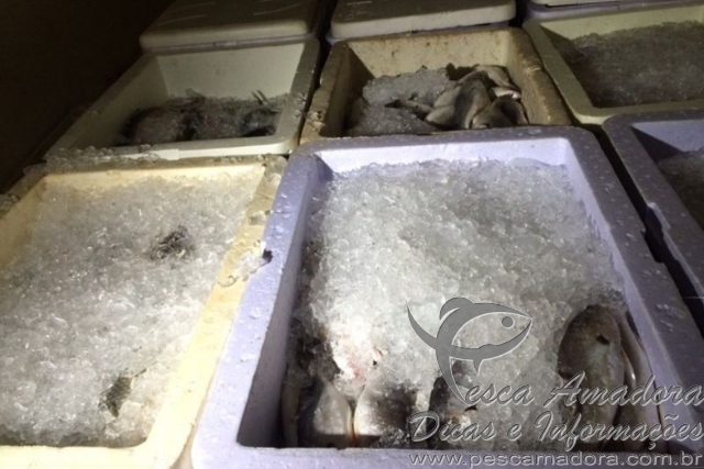 PMA apreende cerca de 1.200 kg de pescado ilegal em Tocantins