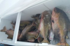 PMA apreende 1,4 toneladas de tambaqui e pirarucu pescados ilegalmente no AM 1