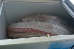 PMA apreende 1,4 toneladas de tambaqui e pirarucu pescados ilegalmente no AM 2