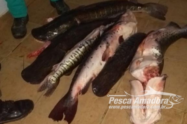 PMA apreende 144 kg de pescado ilegal em uma pousada em Poconé-MT