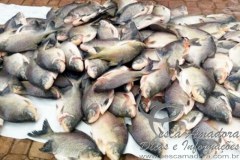 PMA apreende 158kg de pescado irregular no MT