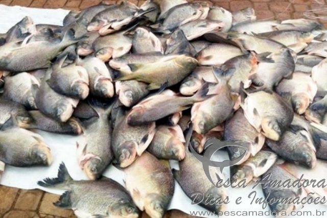 PMA apreende 158 kg de pescado irregular na região de Itiquira-MT