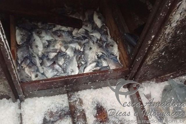 PMA apreende 170 kg de pescado fora da medida em Guarapari-ES
