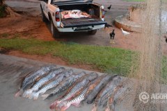 PMA apreende 175 kg de pescado ilegal no Rio Itiquira-MT 2