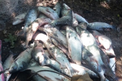 PMA apreende 179 kg de pescado em operacao contra a pesca predatoria em Goias