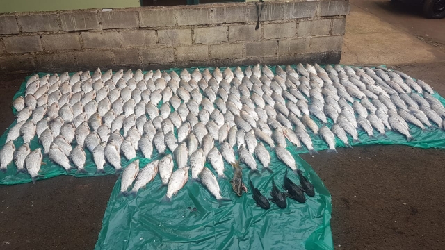 PMA apreende 182 kg de pescado ilegal no Rio Mogi Guaçu em Pirassununga (SP)