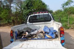 pma-apreende-185-kg-de-pescado-e-multa-pescador-profissional-em-r-4-mil-em-ms