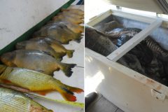 pma-apreende-186-kg-de-pescado-e-aplica-mais-de-11-mil-em-multas-por-pesca-ilegal-no-rio-miranda-ms-4