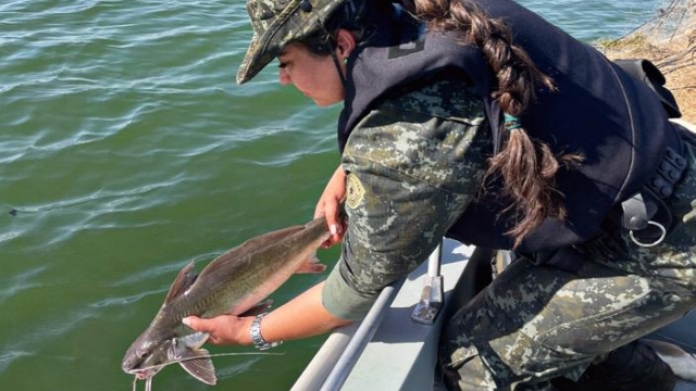 PMA apreende 2km de redes ilegais no Rio Paranapanema em Pirapozinho (PR)