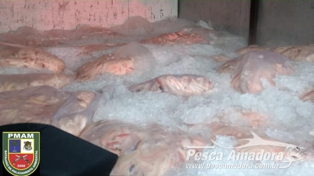 PMA apreende 2 toneladas de pescado ilegal em rodovia no Amazonas