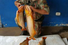 PMA apreende 20 kg de pescado ilegal do Rio Amambai-MS