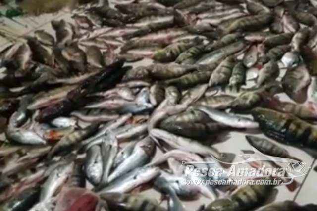 PMA apreende 200 kg de pescado ilegal no Lago de Serra da Mesa-GO