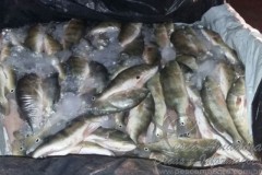 PMA apreende 200 kg de pescado ilegal no Tocantins