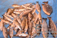 PMA apreende 20kg de pescado ilegal no Mato Grosso