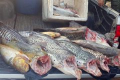 pma-apreende-210-kg-de-pescado-ilegal-durante-fiscalizacao-em-mt