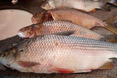 pma-apreende-25-kg-de-pescado-ilegal-e-autua-infrator-em-r-12-em-ms