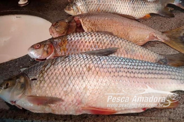 PMA apreende 25 kg de pescado ilegal e autua infrator em R$ 1,2 em MS