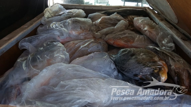 PMA apreende 250 kg de pescado e 2,5 mil metros de redes nos rios Tietê e Piracicaba