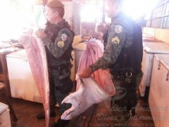 PMA apreende 250 kg de pirarucu em Manaus-AM