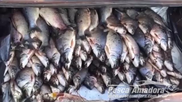 PMA apreende 266 kg de pescado ilegal no Rio Grande em Colômbia (SP)