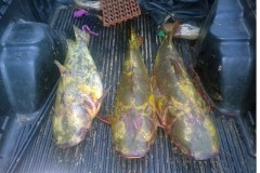 PMA apreende 3 exemplares de jau pescados ilegalmente no MS