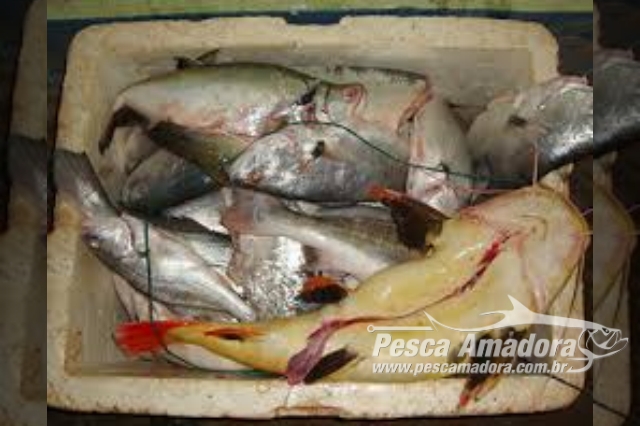 PMA apreende 30 kg de pescado abaixo da medida em Barra do Garças (MT)