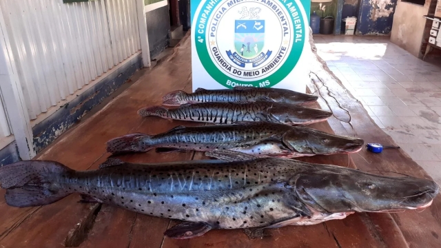 PMA apreende 30 kg de pescado ilegal e petrechos ilegais de pesca no rio Miranda (MS)