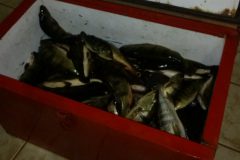 PMA apreende 30 kg de pescado ilegal no Rio Quiteria-MS