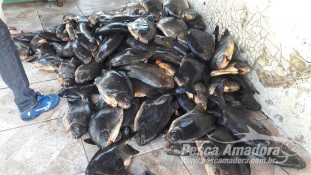 PMA apreende 300 kg de pescado ilegal e multa infrator em R$ 6.700 Mil no Rio Paraguai (MS)