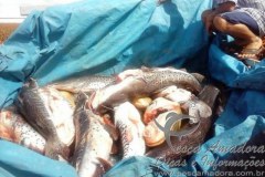 PMA apreende 300 kg de pescado irregular no MS