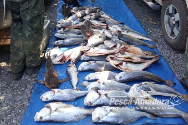PMA apreende 302 kg de pescado irregular após denúncia em MT